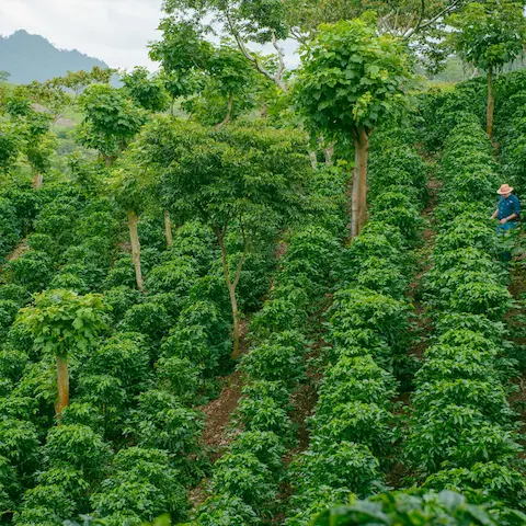 La Viola Farm