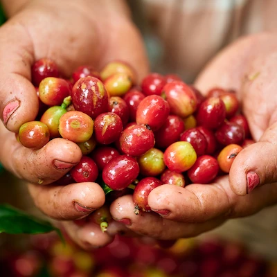 Somos la mayor productora de café en Nicaragua